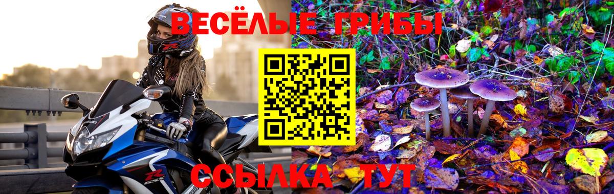 Галлюциногенные грибы Psilocybine cubensis Курчалой